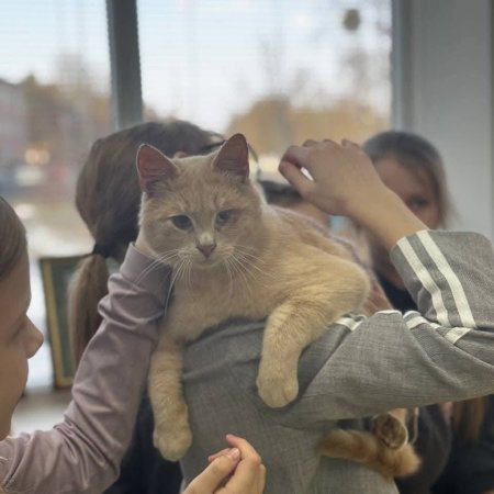 Зустріч із "Котиком у долонях": урок турботи для дітей громади