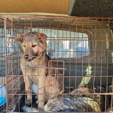 У місті продовжується робота зі стерилізації безпритульних собак